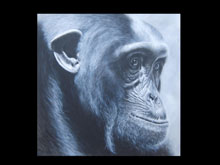 Scimpanze 2