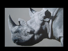 Testa di Rinoceronte